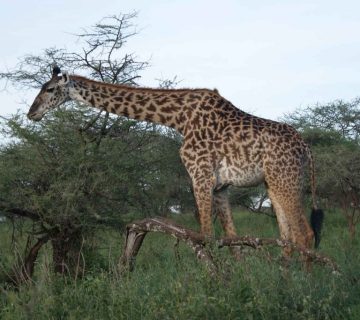 Arusha Np with Samora Explorers 360x320