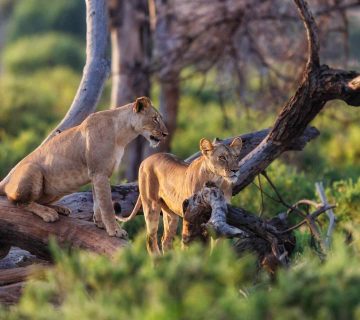 Lioness Manyara 360x320