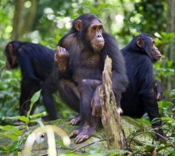 Gombe National Park 1 360x320