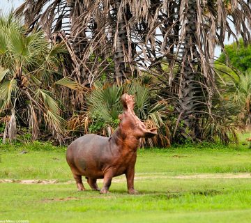 Katavi np 360x320