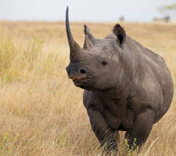 Mkomanzi National Park 360x320