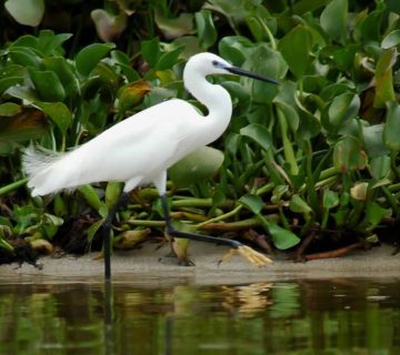 Egret rubondo 360x320