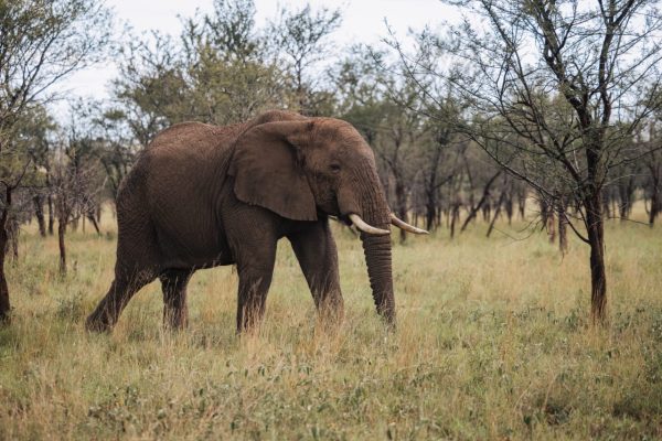 Tarangire National Park