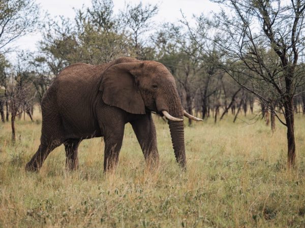 Tarangire National Park