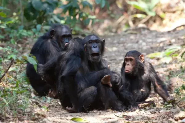 Chimp