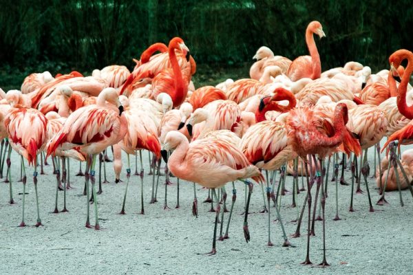 Flamingo