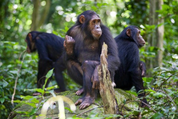 Gombe-National-Park