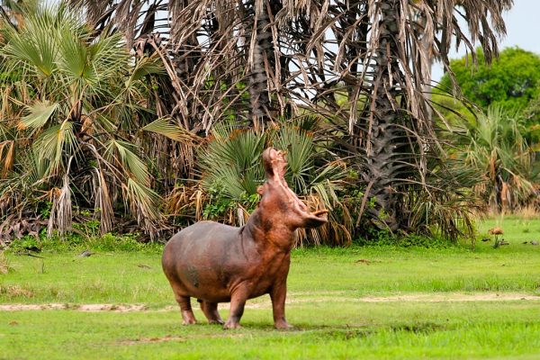 Katavi np