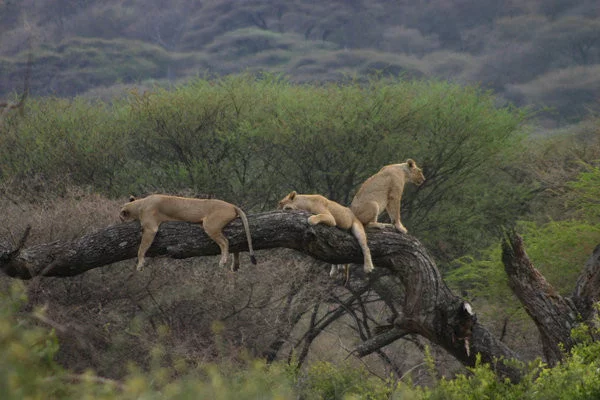 Lake_Manyara