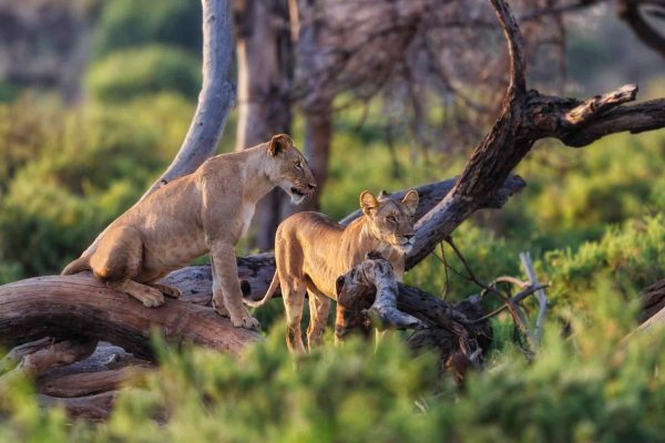 Lioness Manyara