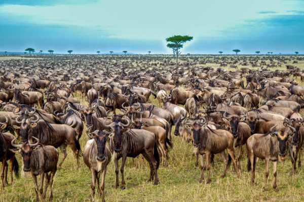 Migration