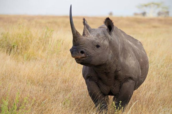 Mkomanzi National Park