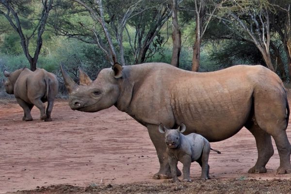 Mkomazi-National-Park