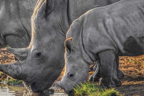 Mkomazi