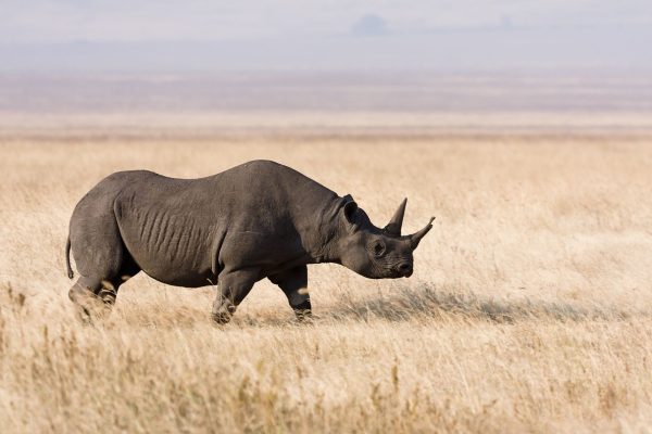 Ngorongoro Rhino