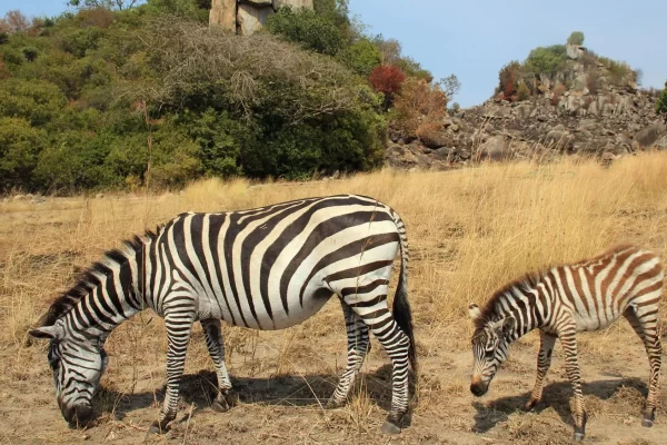 Saanane National Park
