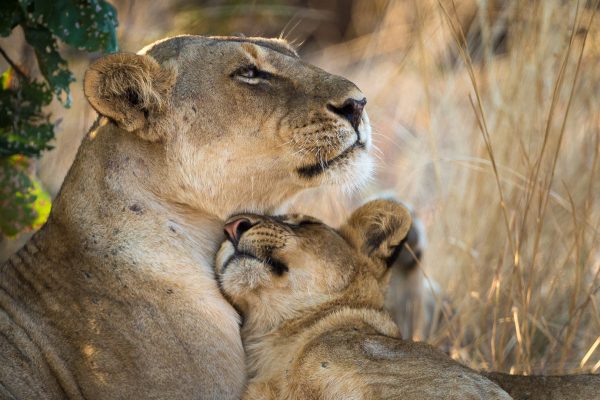 Safaris