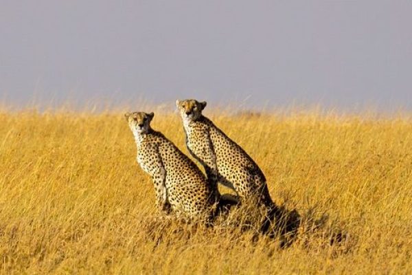Serengeti
