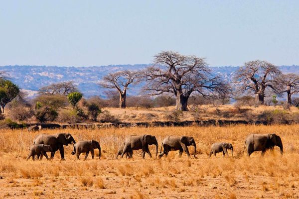 Tarangire-National-Park