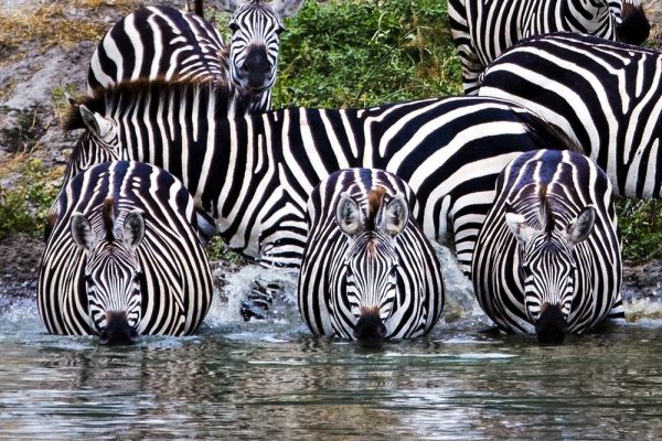 Tarangire-National-Park