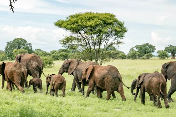 Tarangire-National-Park