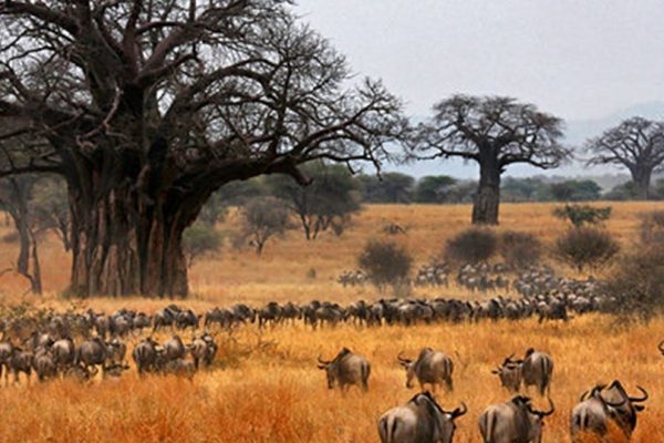 Tarangire