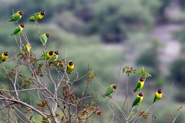 best_birdwatching_tanzania