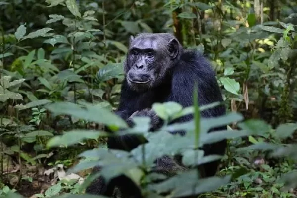chimpanzee-mahale