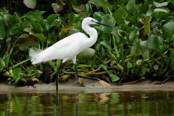 egret rubondo