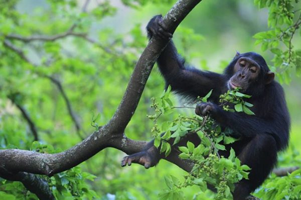 gombe-chimp-