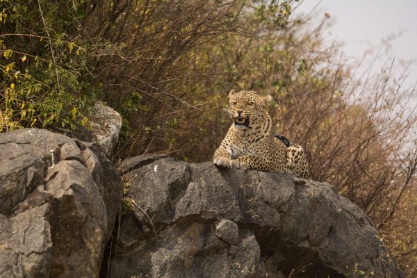leopard on the Stone